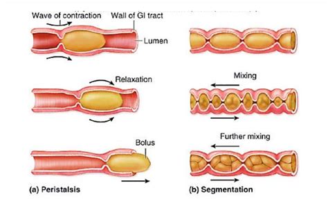 peristalsis vs segmentation contractions